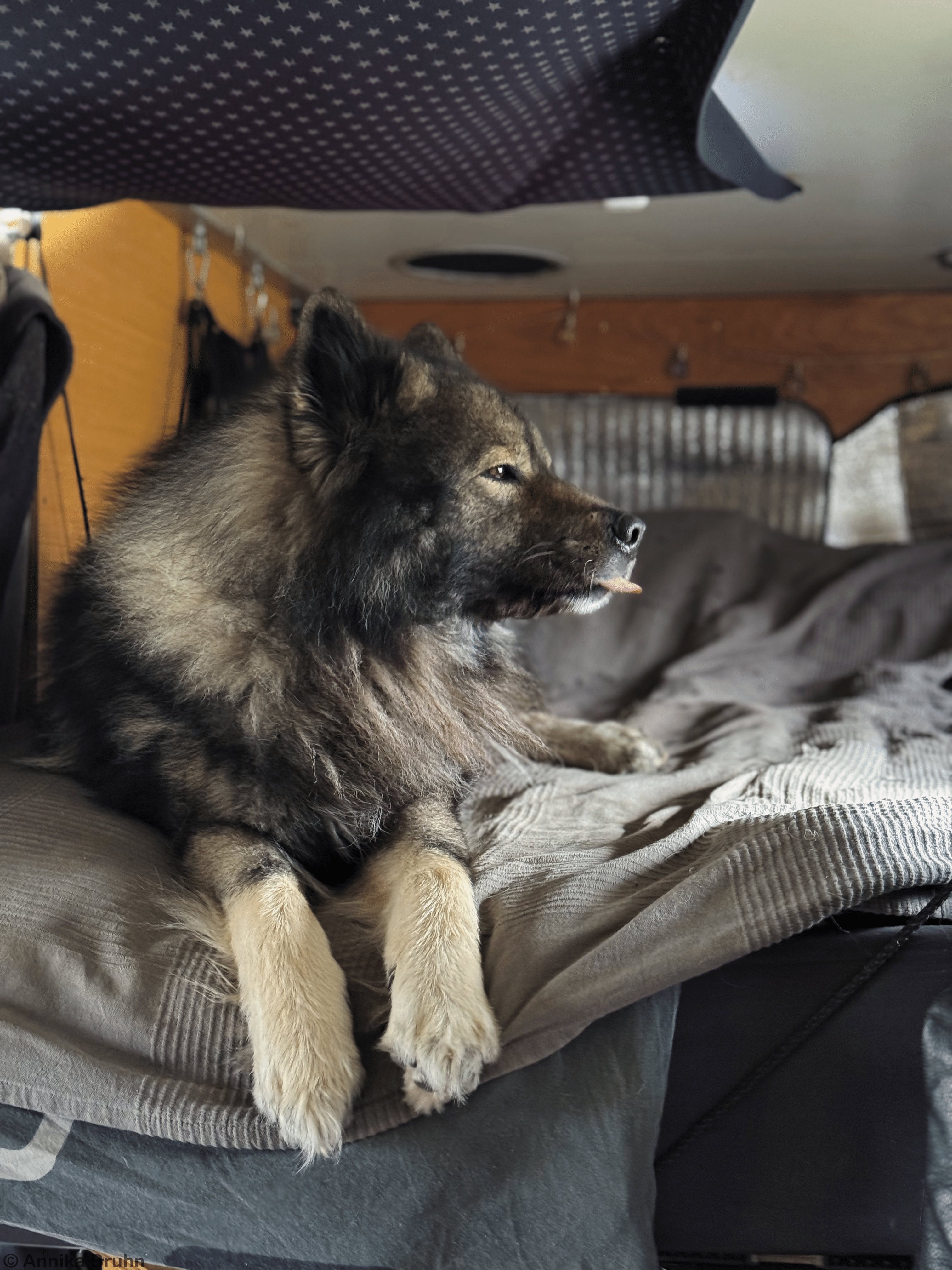 bäää Q der kleine